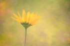 Brushstrokes of Summer I Art Print