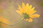 Brushstrokes of Summer II Art Print