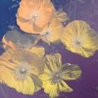 Flower Haze I Art Print