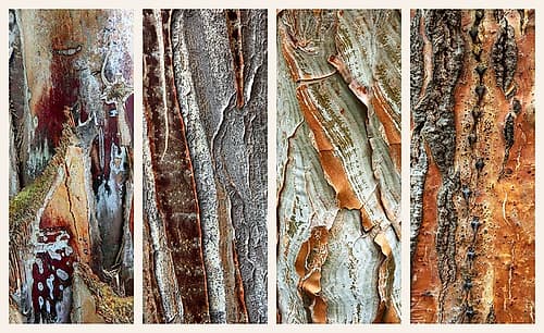 Palm Bark I Art Print by Jessica Jenney