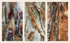 Palm Bark II Art Print