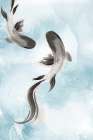 Swimming Carp II Art Print