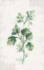 Cilantro Art Deco Print