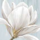 Soft White I Art Print