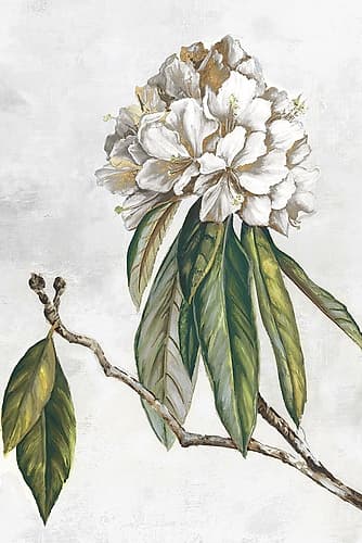 Pearly Beauty II Doré reproduction