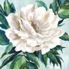 Freshly Bloomed I Art Print