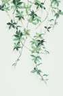 Enchanting Vine Art Print
