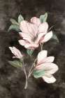 Pink Magnolia II Art Print