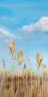 Pampas II Art Print