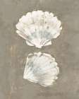 Coastal Sea Shells Art Print
