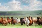 Horse Stampede Art Print