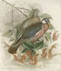 Dove Tailing Art Print