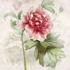 Ruby Floral I Art Print