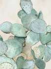 Cotton Candy Cactus I Botanical Print
