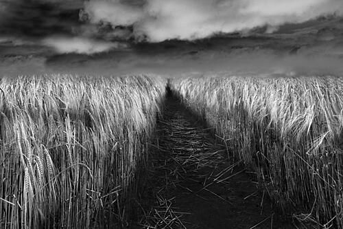 Field of Barley Art Print