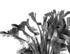 Tropical Velvet II - BW Botanical Print