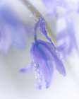 Purple Belle I Art Print