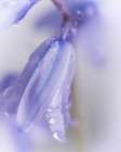 Purple Belle II Art Print