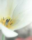 Petaline I Art Print