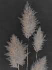 Midnight Pampas Grass I Botanical Print