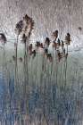 Into the Marsh II Art Print