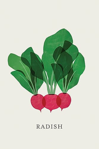 Three Vibrant Radishes Art Print