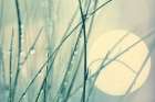Morning blues Art Print