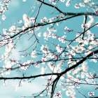 Spring blossoms blue Art Print