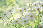 Fresh Daisies Art Print