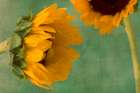 Sunflowers I Art Print
