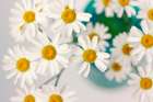 Comin up Daisies Art Print
