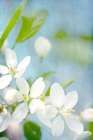 Springtime White Blossoms I Art Print