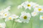 Daisy Garden Art Print