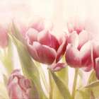 Lipstick Tulips Art Deco Print