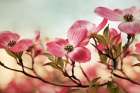 Dogwood Dreams Art Print