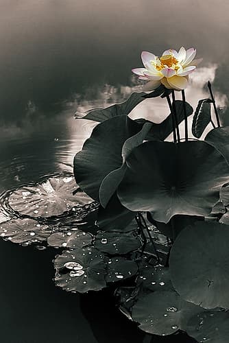 Lotus in the Mist Art Print
