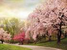 Asian Cherry Grove Art Print
