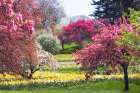 Spring has Sprung Art Print