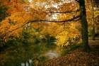 Autumn Gold Art Print