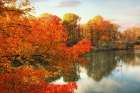 Autumn Splendor Art Print