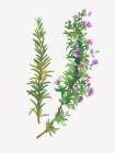 Wild Rosemary Botanical Print