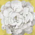 White Peonia Yellow Version Art Print