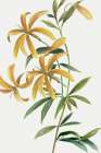 Yellow Tropical Flowers II Art Print