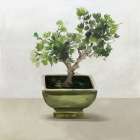 Bonsai Tree I Botanical Print