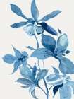 Blue Orchid I Art Print