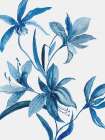 Blue Orchid II Art Print