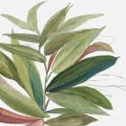 Green House Plant II Art Print
