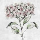 Botanical Study II Art Print