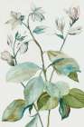 Verdant Leaves  I Art Print