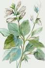 Verdant Leaves  II Art Print